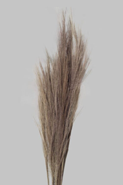 Broom Grass