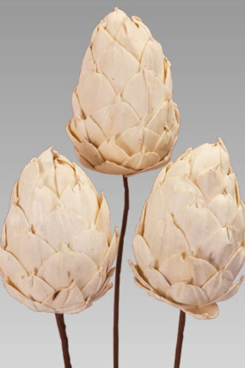 Shola Artichoke